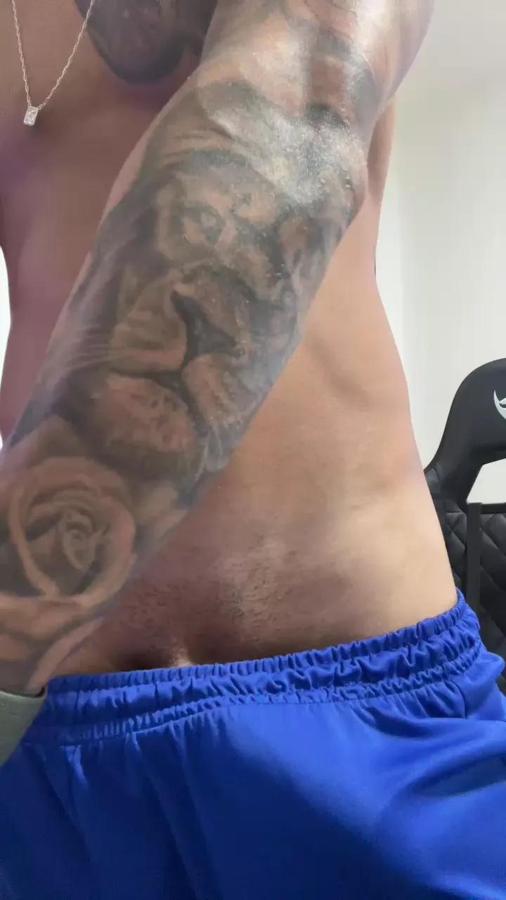 gato_dtado